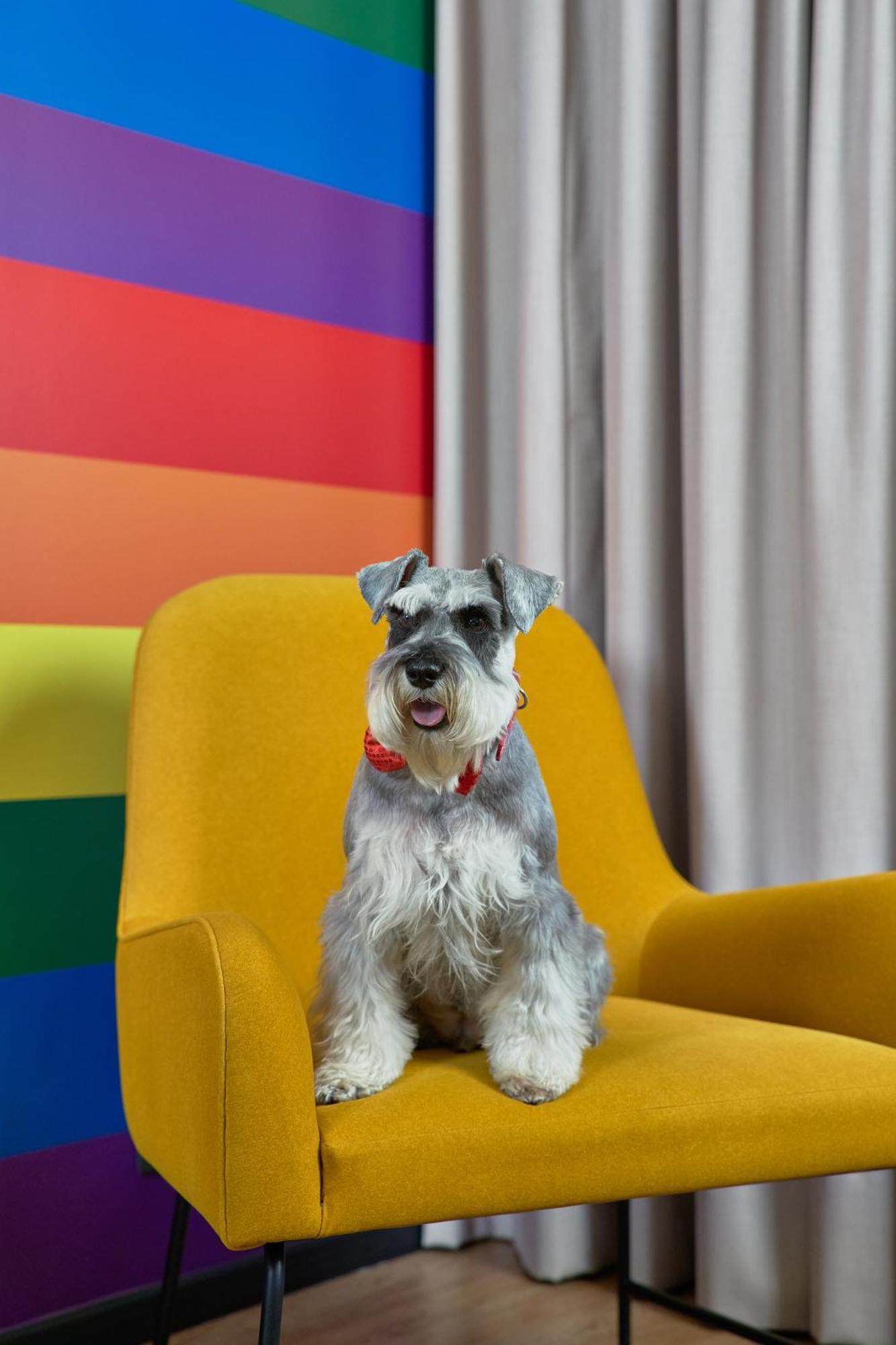 Pullman Santiago Vitacura Экстерьер фото Schnauzer