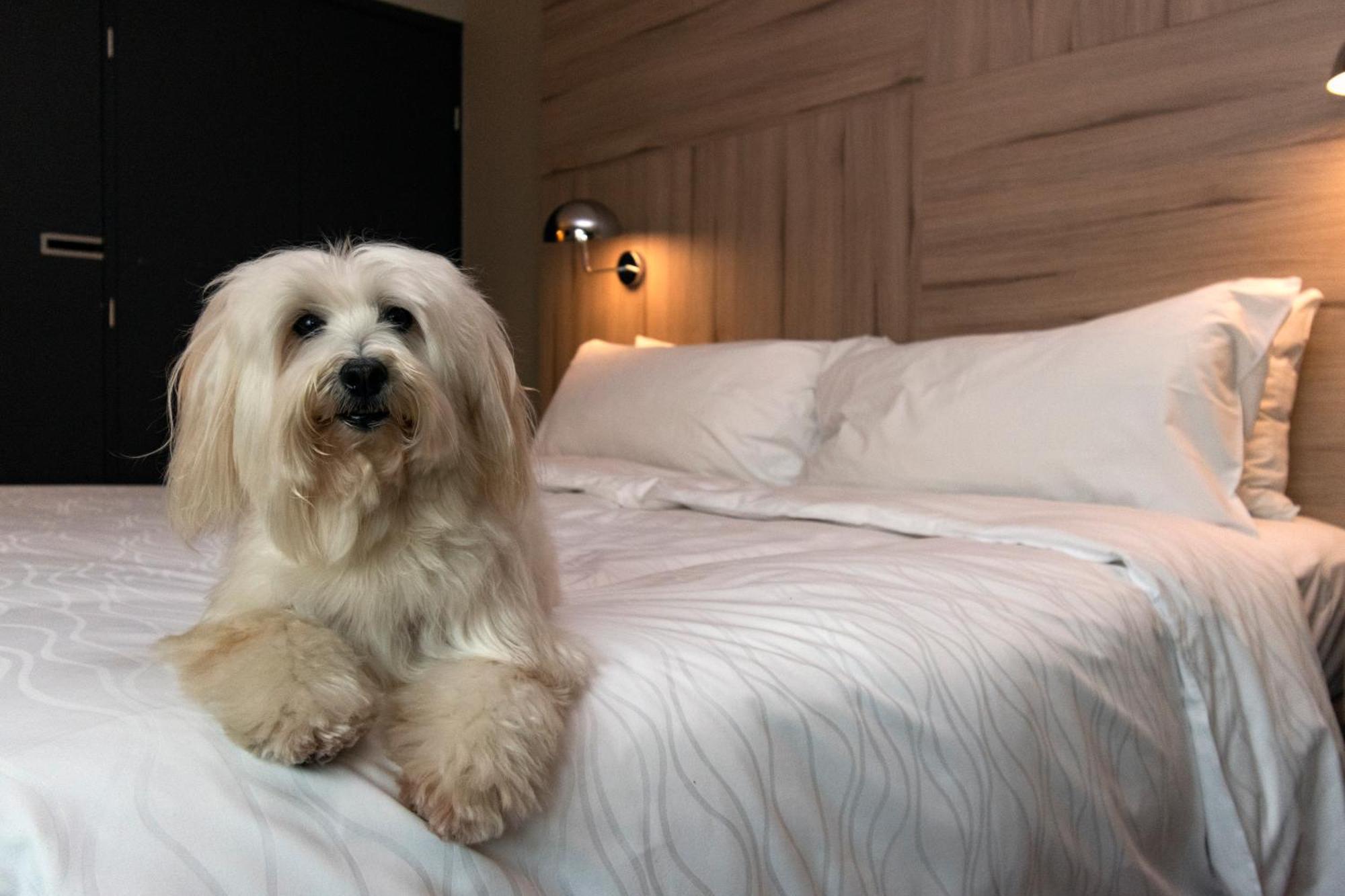 Pullman Santiago Vitacura Экстерьер фото A Bolognese
